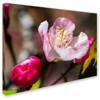 Zaštitni znak likovna umjetnost Spring Pink Blossom Canvas Art by Kurt Shaffer