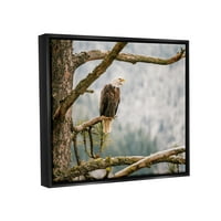 Stupell Eagle smještene šumske drveće grane životinje i insekti fotografija crni plutasti uokvireni umjetnički print zid umjetnost